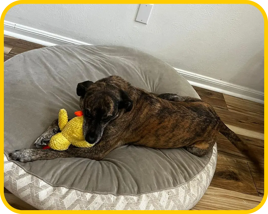 Perro jugando con juguete de Huellitas
