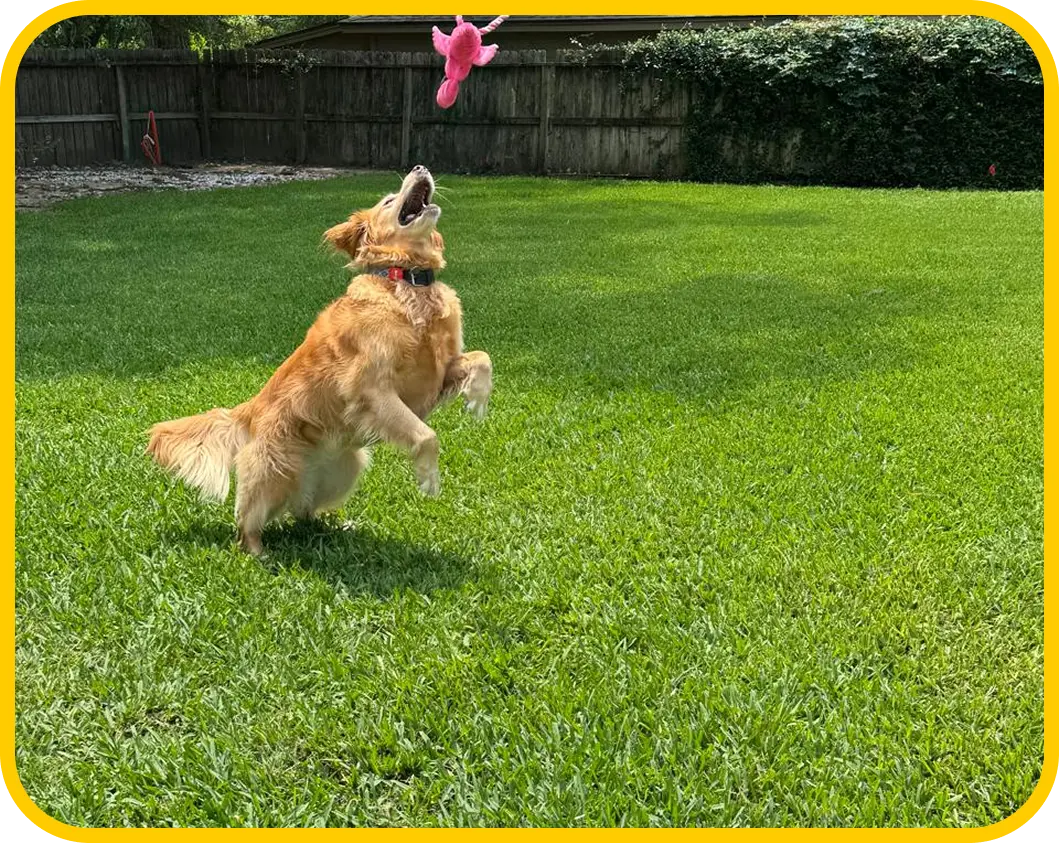 Perro jugando en el jardín